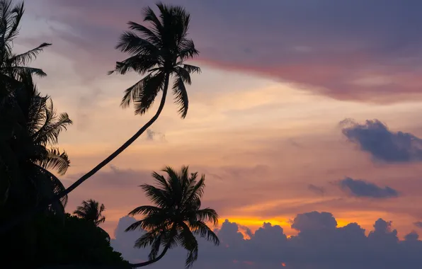 Картинка закат, природа, пальмы, океан, мальдивы