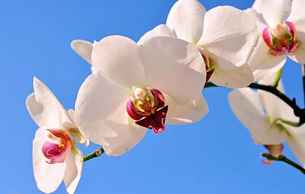 Ветка, орхидеи, экзотика