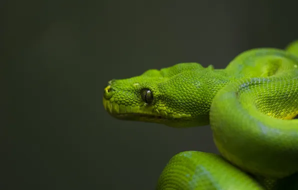 Зеленый, змея, голова, чешуя