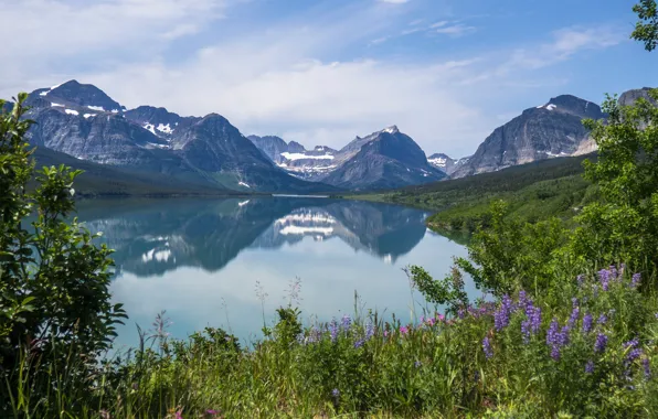 Картинка трава, цветы, горы, озеро, отражение, Монтана, Glacier National Park, Скалистые горы