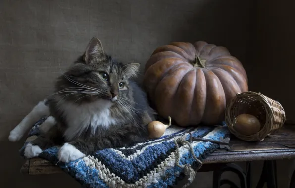 Кошка, кот, взгляд, стол, серый, лук, лежит, тыква