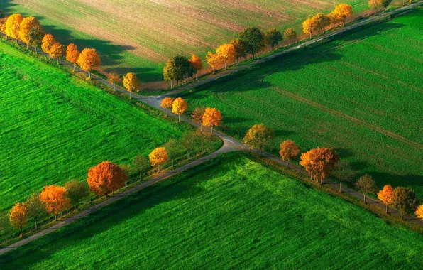Поле, осень, деревья, Германия, Северный Рейн-Вестфалия, Ноттульн