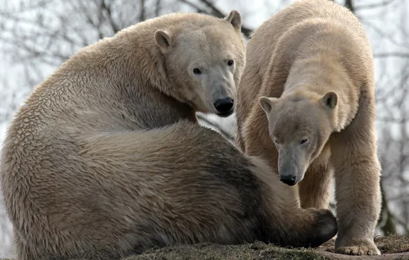 Картинка семья, медведи, пара, полярные
