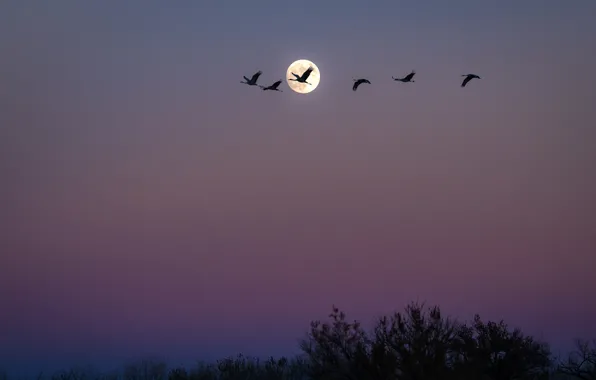 Птицы, ночь, стая, Луна, США, Нью-Мексико, Сан-Антонио