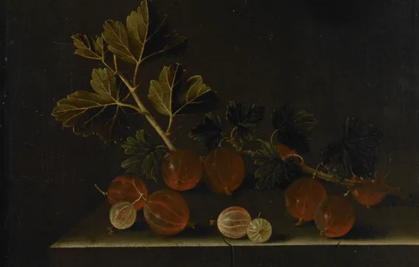 Картинка ягоды, картина, натюрморт, Адриан Коорт, Веточка Крыжовника на Каменном Постаменте