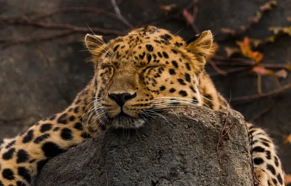 Картинка морда, отдых, сон, хищник, лежит, дикая кошка, амурский леопард