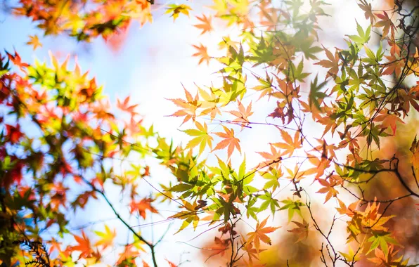 Картинка осень, листья, дерево, желтые, клен, крона