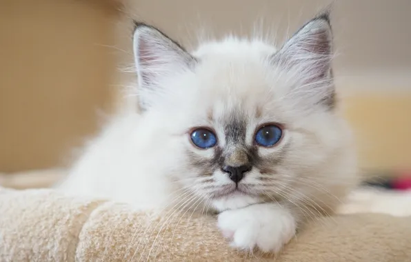 Картинка взгляд, портрет, мордочка, котёнок, голубые глаза, Бирманская кошка