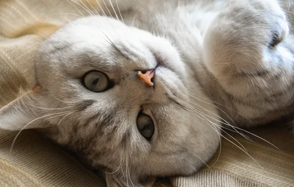 Кошка, взгляд, мордочка, Британская короткошёрстная кошка