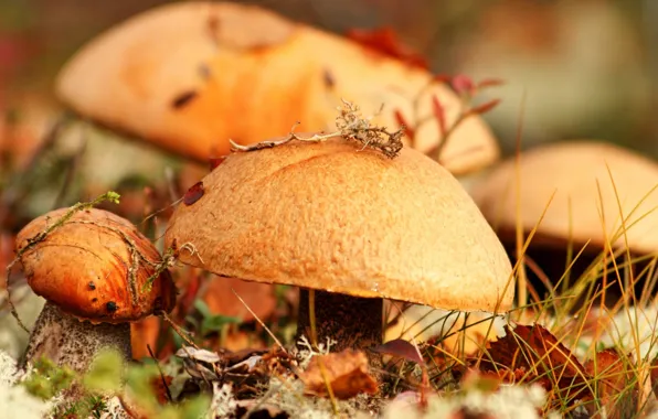 Картинка осень, трава, листья, макро, грибы, еда