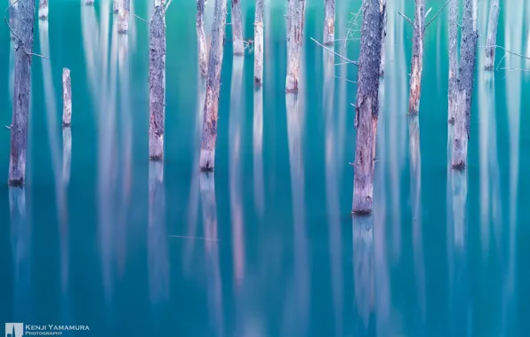 Картинка деревья, озеро, Япония, photographer, Kenji Yamamura