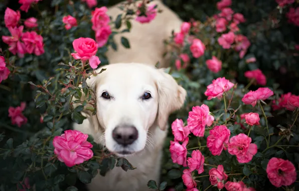 Картинка взгляд, цветы, друг, собака