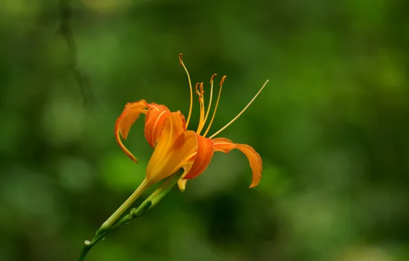 Лилия, оранжевая, лепестки, тычинки, цветение