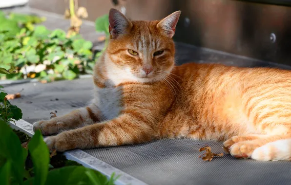 Кошка, кот, взгляд, поза, отдых, рыжий, лежит, мордашка