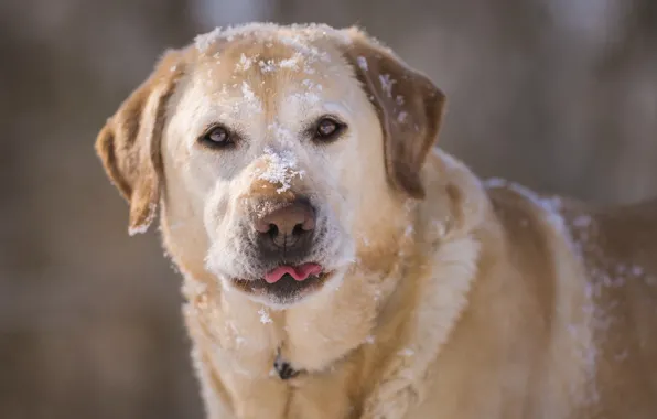 Картинка морда, снег, собака, пёс, Лабрадор-ретривер