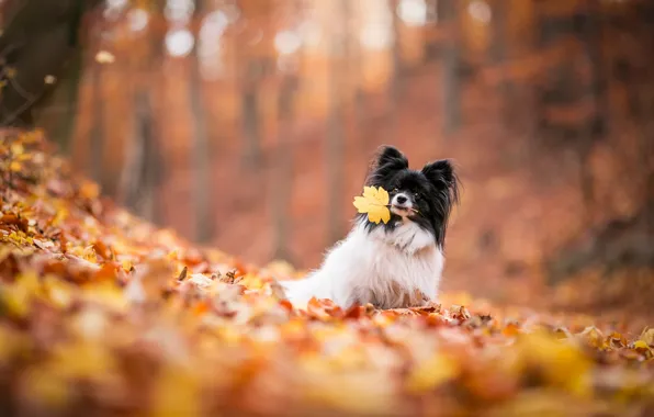 Осень, природа, листва, листок, собака, листик, листопад, собачка