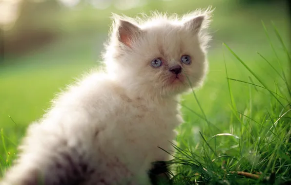Кошка, белый, трава, кот, макро, котенок, милый, cat