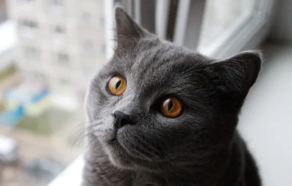 Картинка кот, окно, подоконник