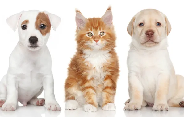 Картинка собаки, щенки, котёнок, Лабрадор ретривер, Мейн-кун, Джек-рассел-терьер