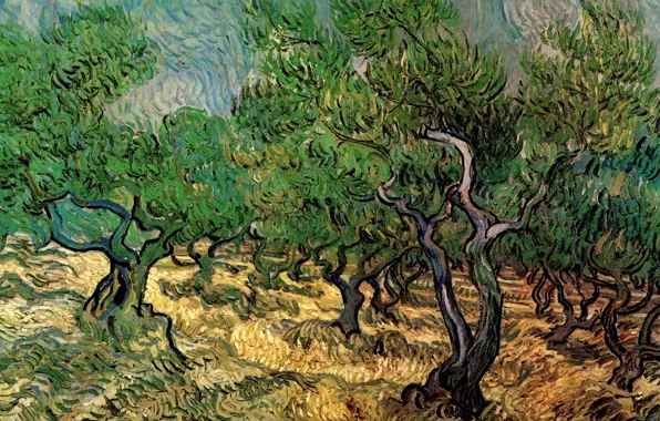 Картинка деревья, Vincent van Gogh, Olive Grove 2