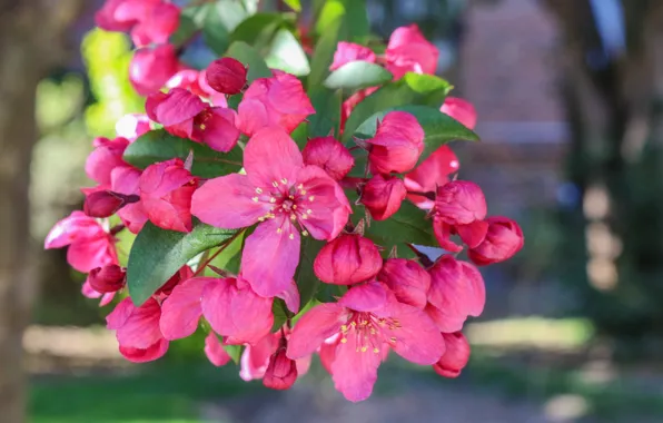 Картинка Цветы, Весна, Розовые, Spring, Цветение, Pink flowers, Flowering