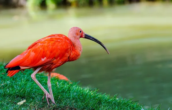 Природа, птица, red ibis