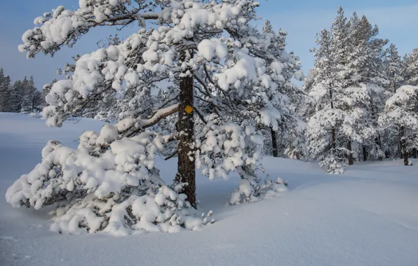 Зима, снег, деревья, сугробы, Швеция