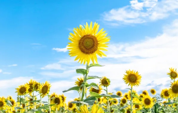 Картинка sky, blue, sunflowers