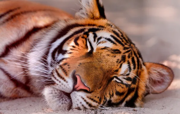 Морда, спит, тигра