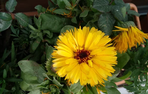 Yellow flower, Цветочек, Жёлтый цветок