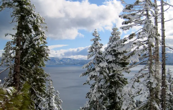 Зима, снег, природа, ели