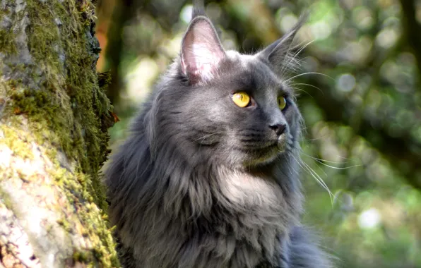 Кошка, кот, взгляд, морда, свет, природа, серый, дерево
