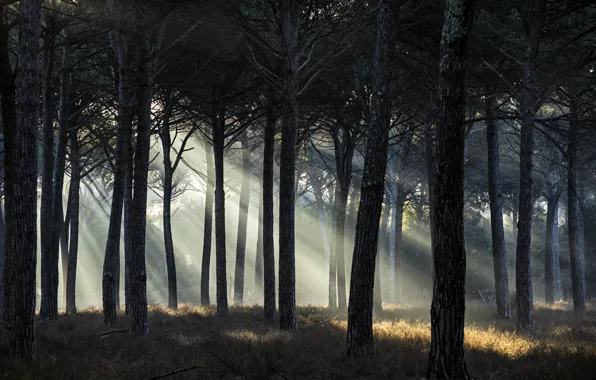 Картинка лес, деревья, солнечные лучи