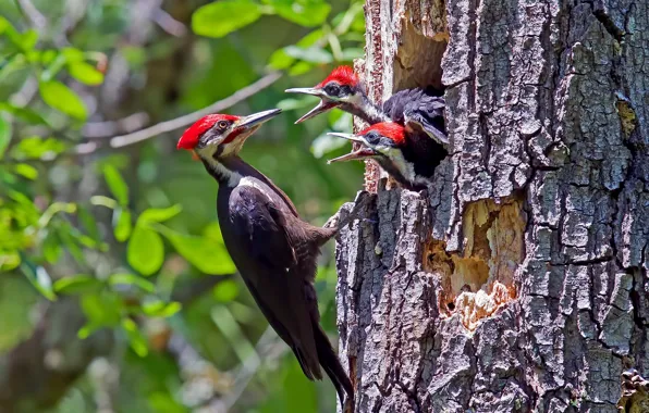 Птицы, природа, Male Pileated Woodpecker