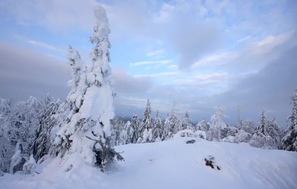 Зима, снег, деревья, природа, мороз, Nature, trees, landscape