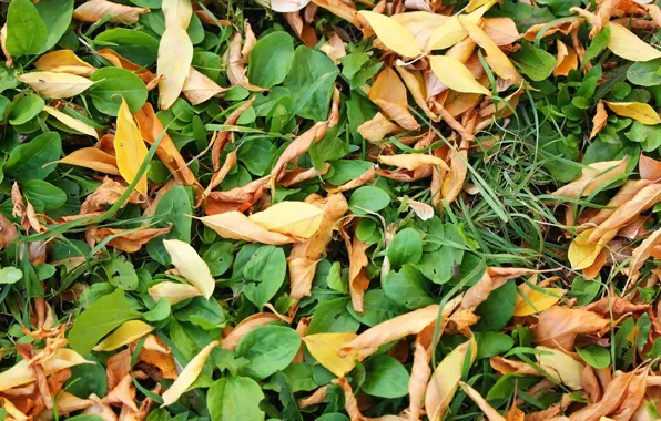 Картинка осень, листья, травка