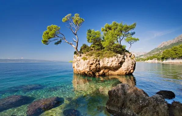 Картинка море, природа, скала, дерево, the rock, the sea, the nature, a tree