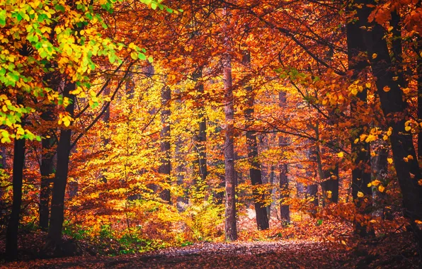 Осень, лес, листья, деревья
