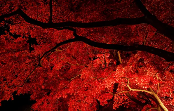 Картинка осень, листья, свет, ночь, ветки, дерево, клен
