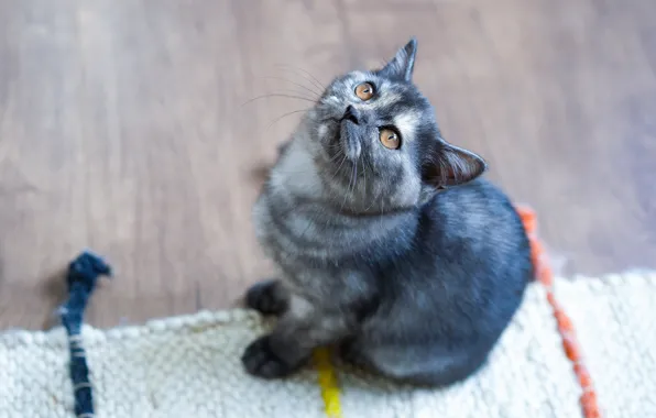 Картинка кошка, взгляд, котенок, серый, пол, коврик, котёнок, сидит