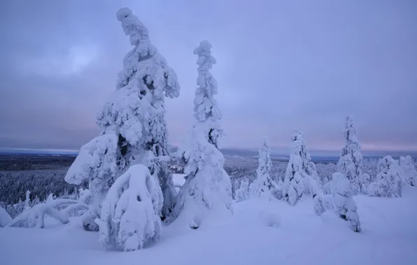Картинка зима, снег, деревья, сугробы, Финляндия, Лапландия