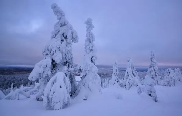 Зима, снег, деревья, сугробы, Финляндия, Лапландия