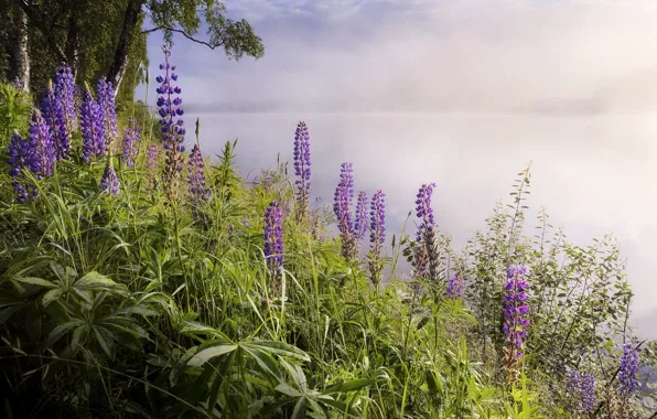 Картинка пейзаж, цветы, природа, туман, озеро