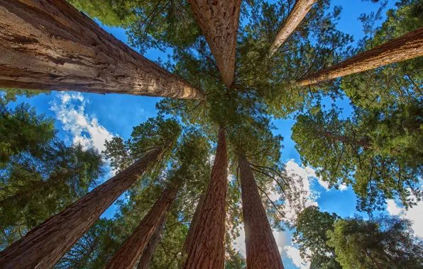 Картинка forest, tree, sequoia, redwood