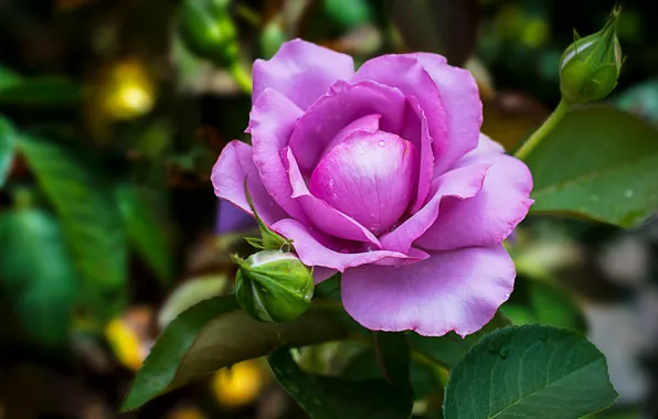 Роза, Flower, Roses, Цветение, Violet