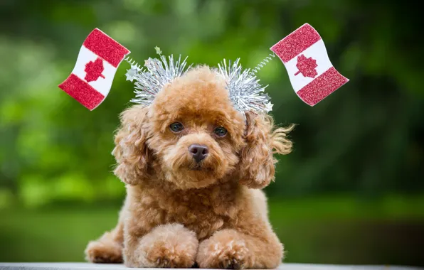 Картинка взгляд, Канада, флаги, собачка