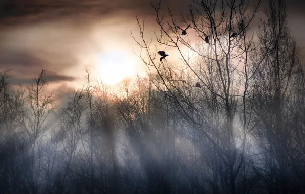 Картинка птицы, туман, утро