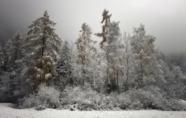 Картинка осень, лес, снег, природа