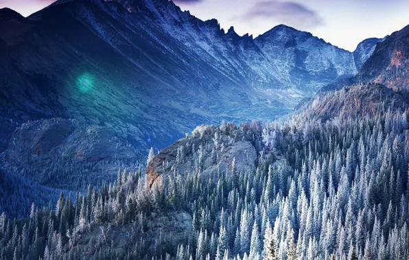 Trees, nature, scene, wilderness, Forrest