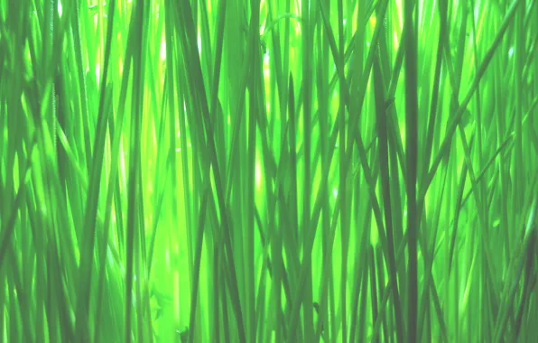 Green, grass, macro
